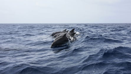 Свободолюбивые существа: на побережье Одесской области дельфины охотились на рыбу. Видео - 285x160