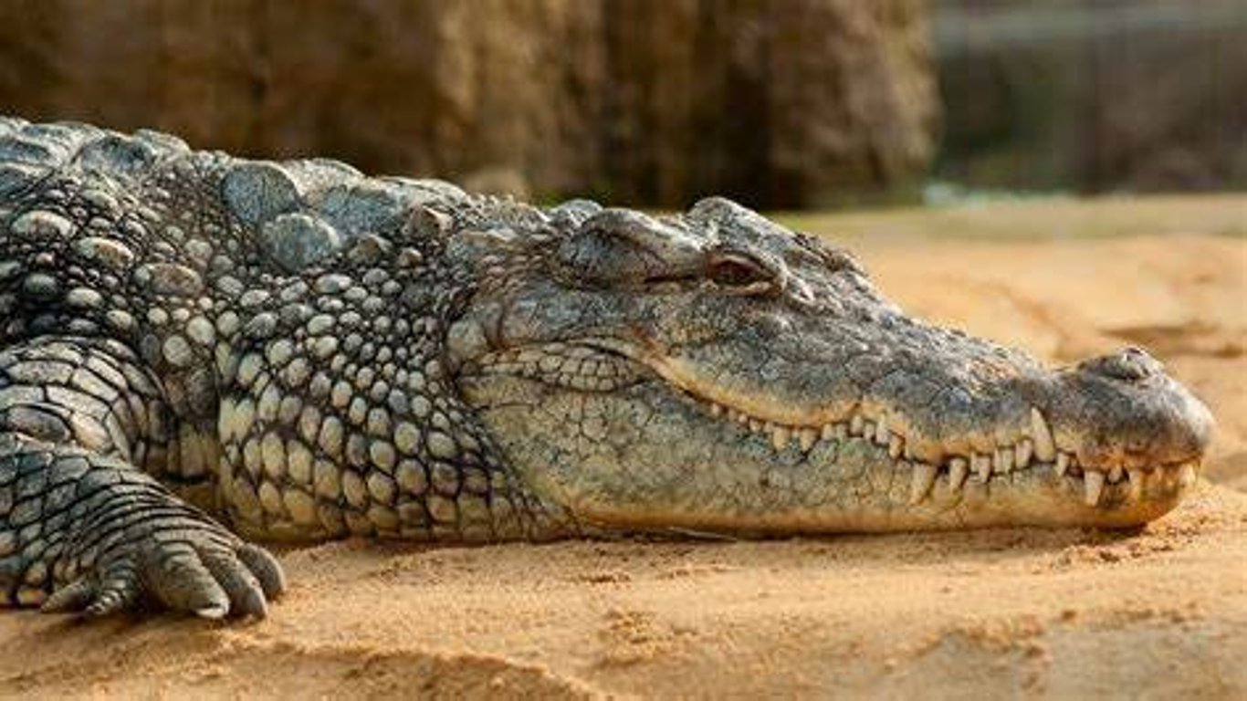 В Ялте крокодилы почти сбежали из приюта: где они теперь. Видео