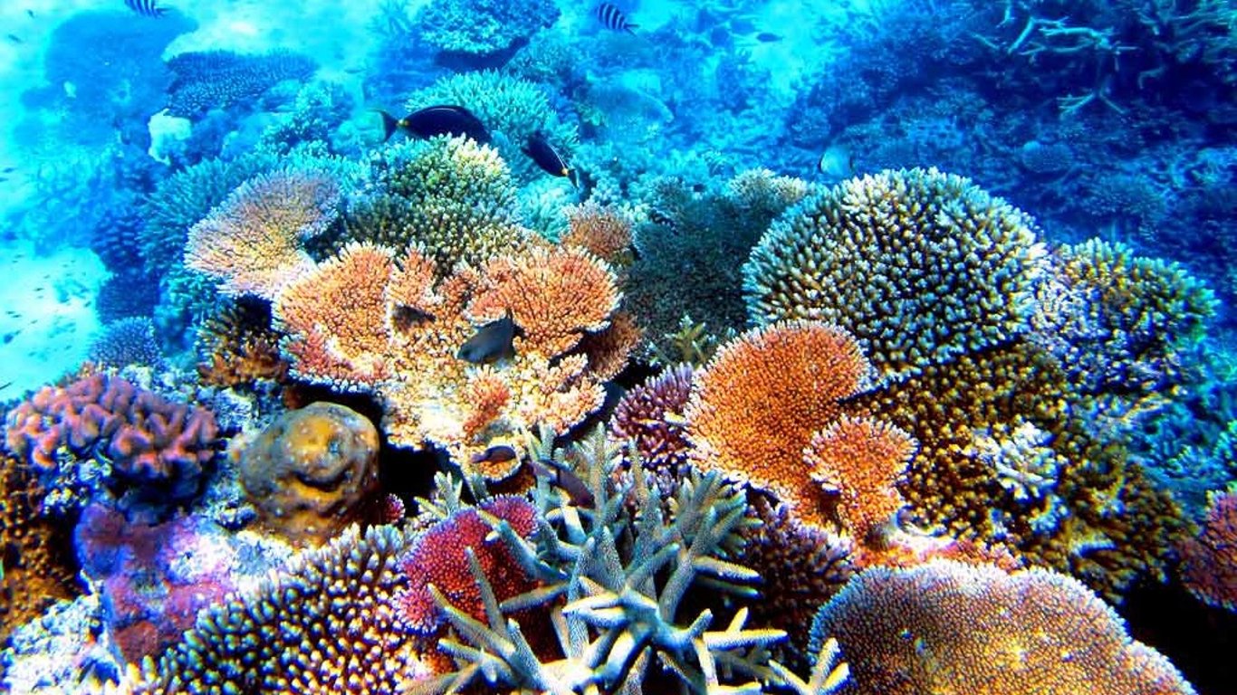 Великий Бар’єрний риф під загрозою - ЮНЕСКО заявила про можливі наслідки