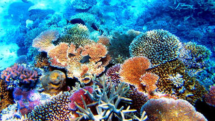 Науковці б’ють на сполох через Великий Бар’єрний риф: що загрожує цій екосистемі - 285x160