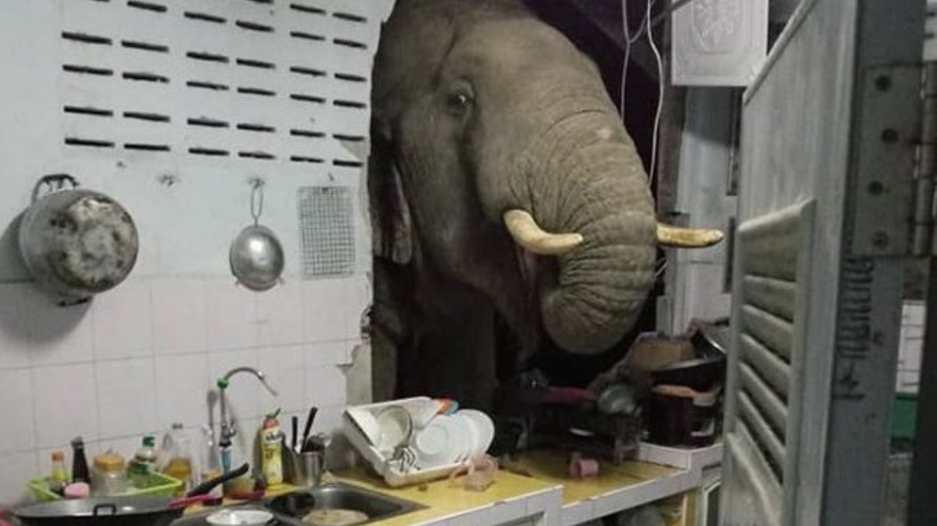 Слон в доме - в Таиланде животное посетила жилого дома