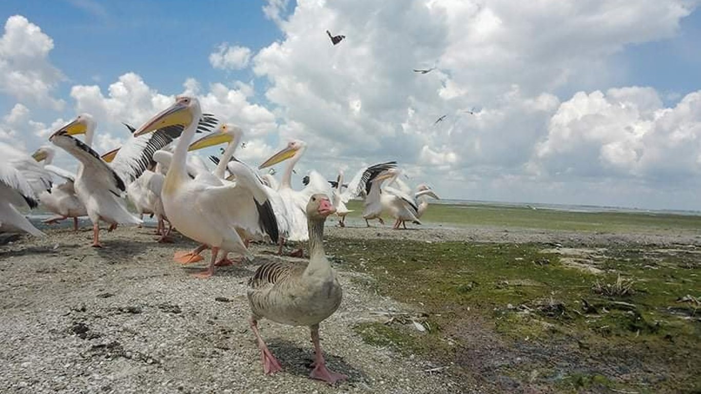 На Одещині гусак живе зі зграєю пеліканів