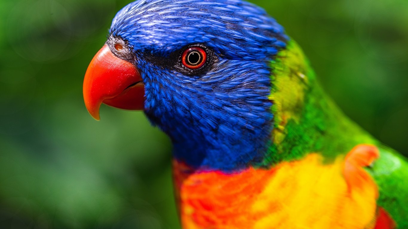 В Таиланде попугай украл и съел 21 бриллиант из ожерелья хозяйки - подробности