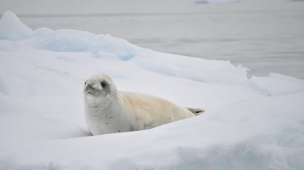 В Антарктиде внезапно исчезло ледяное озеро - 285x160