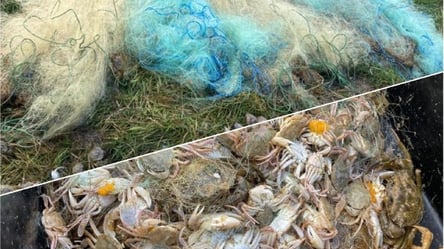 Рыба и крабы на 100 тысяч гривен: в Одесской области поймали браконьера с сетками и большим уловом - 285x160