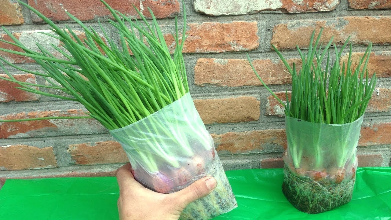 Посадочный материал