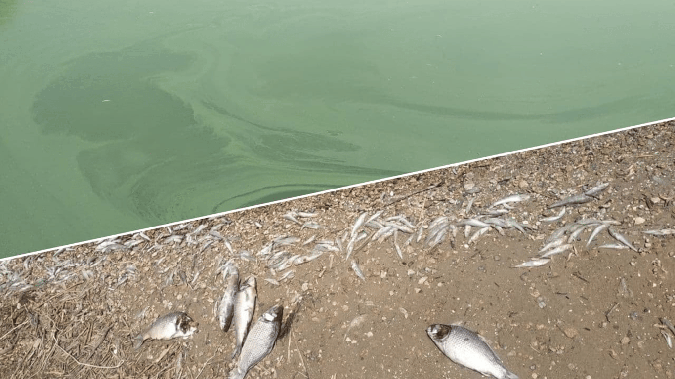 На Хаджибейском лимане массово гибнет рыба - фото