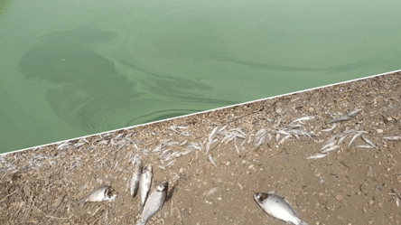 Вонь и мор: на Хаджибейском лимане массово гибнет рыба. Фото - 285x160