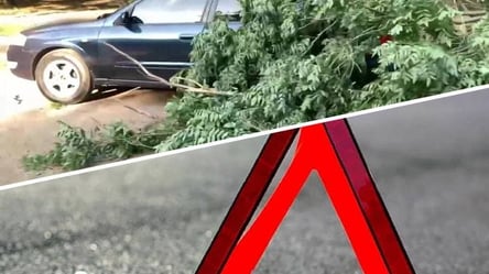 В Одессе автомобиль привалило деревом - 285x160