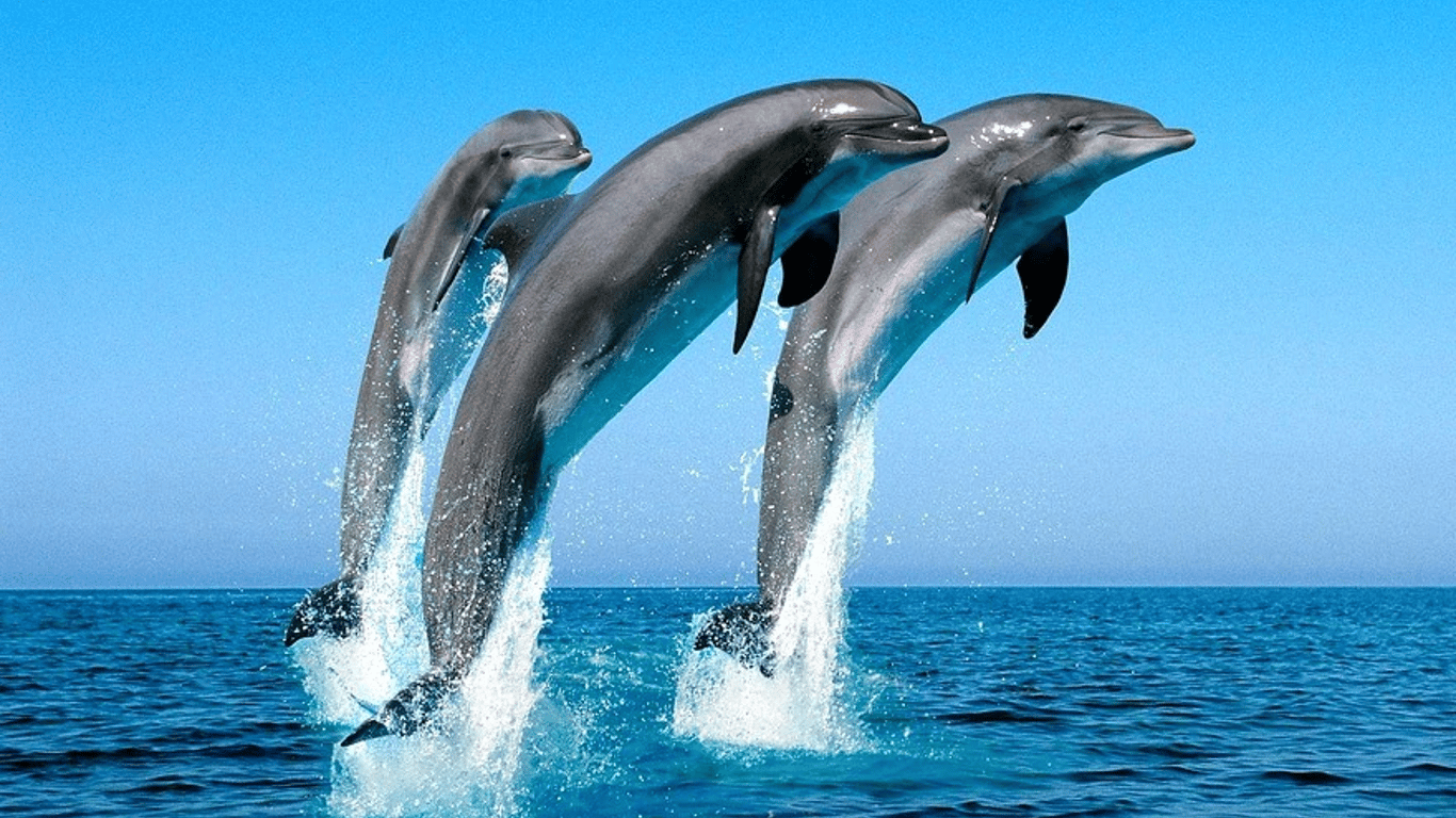 В Одессе недалеко от берега дельфины играли в море