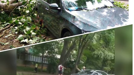 В Одессе ветка с дерева "привалила" авто: на Инглези значительные пробки - 285x160