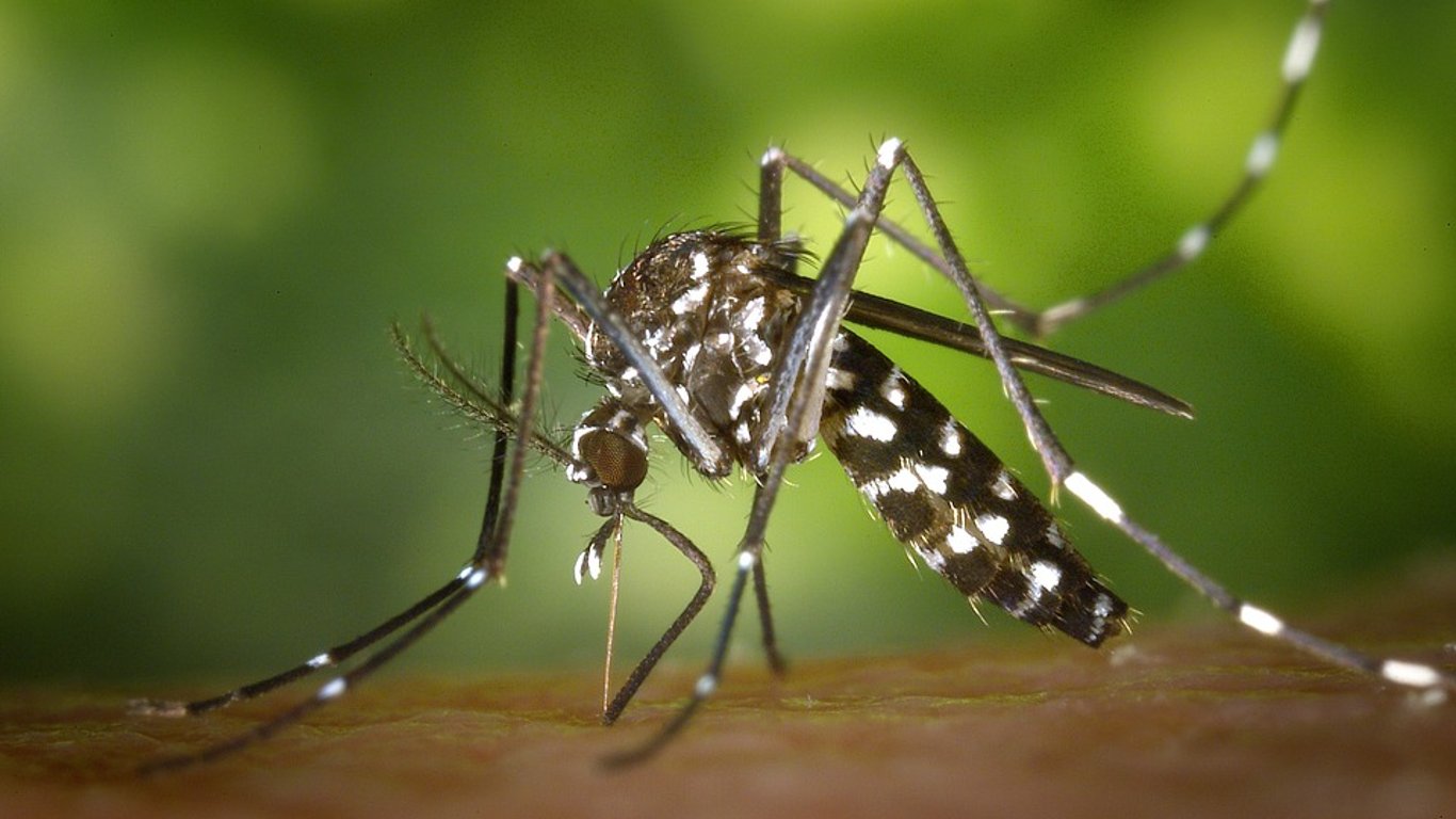 В Украине могут появиться опасные комары