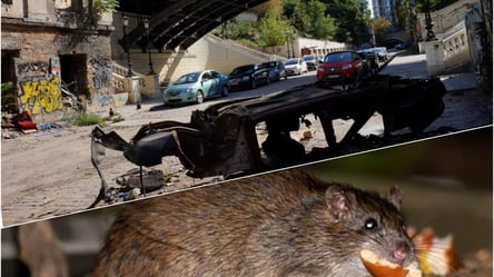 В центре Одессы спуск кишит крысами. Видео - 285x160
