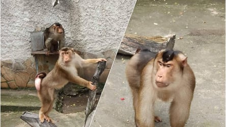 Свинохвостые гости из Азии: в Одесский зоопарк привезли новых обезьян. Фото - 285x160