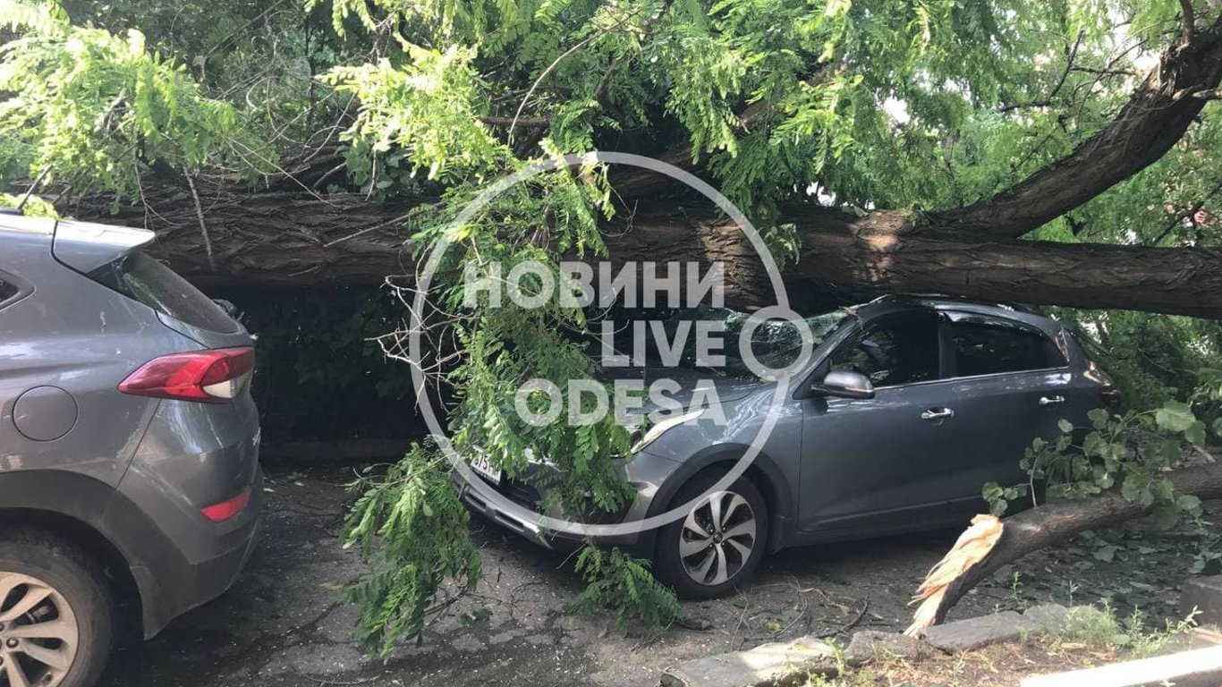 Оборвало провода и повредило припаркованные авто - в Одессе упала старая акация