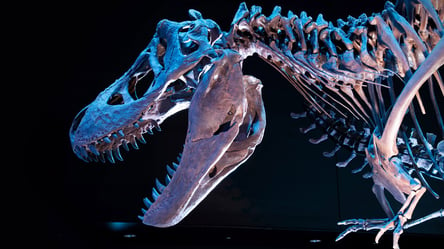У США виявили скам’янілі останки динозавра: їм понад 100 мільйонів років - 285x160