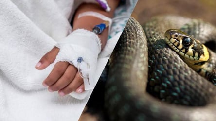 Во Львовской области змея укусила 9-летнего мальчика: в каком он состоянии - 285x160