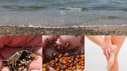Водорості зникли, з'явились комахи: чому відпочинок на одеських курортах у багатьох перетворився на пекло - 285x160