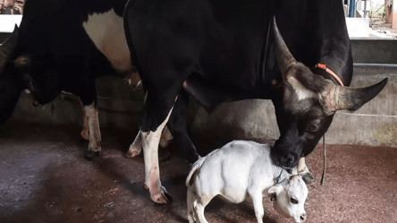 Ростом всего в 51 сантиметр: в Бангладеше карликовая корова претендует на Книгу рекордов Гиннесса. Видео - 285x160