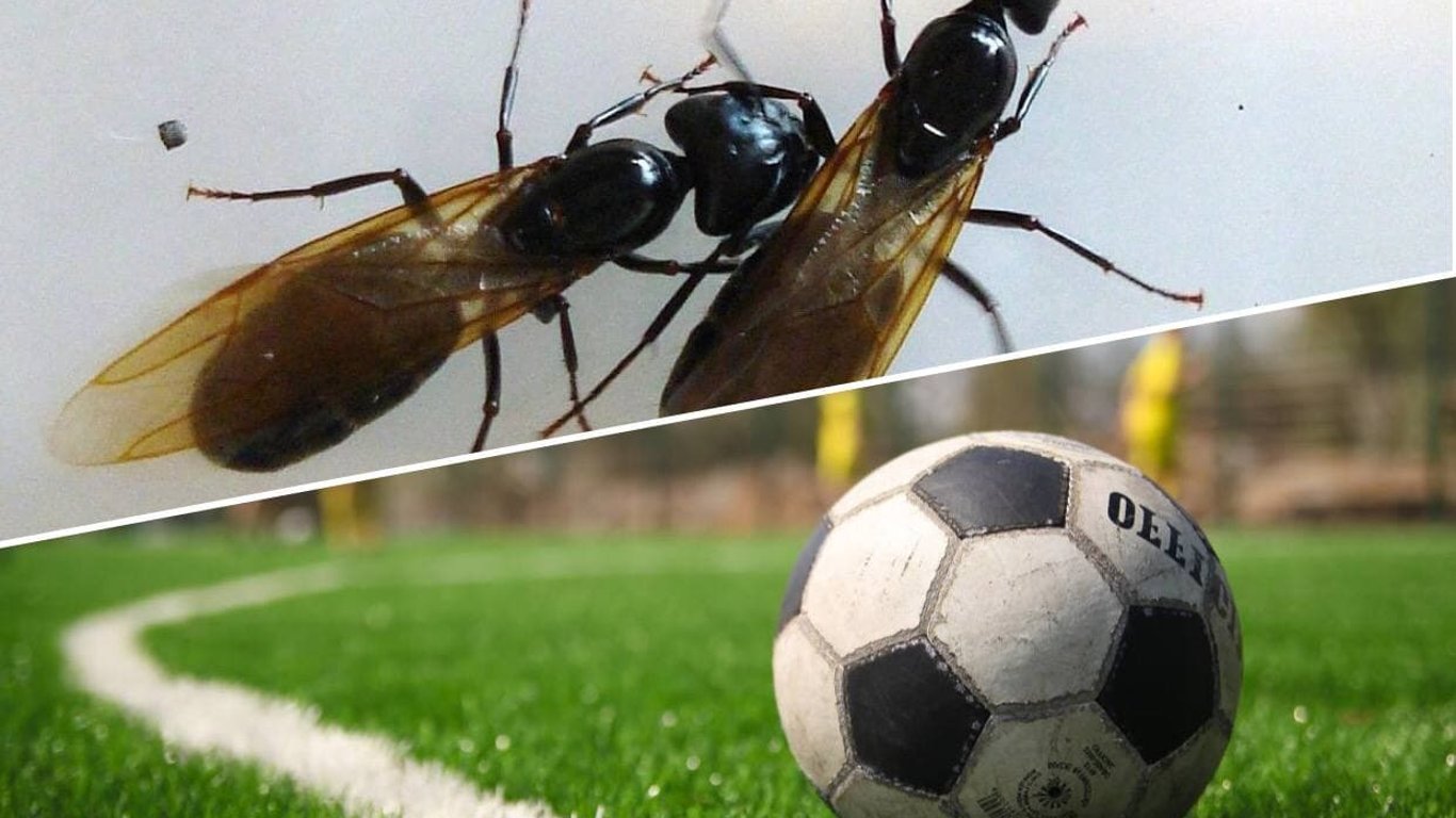 Финальный матч чемпионата Европы может не состояться из-за муравьев