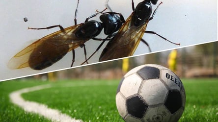 Нашествие летающих муравьев: финал Евро-2020 могут сорвать насекомые - 285x160