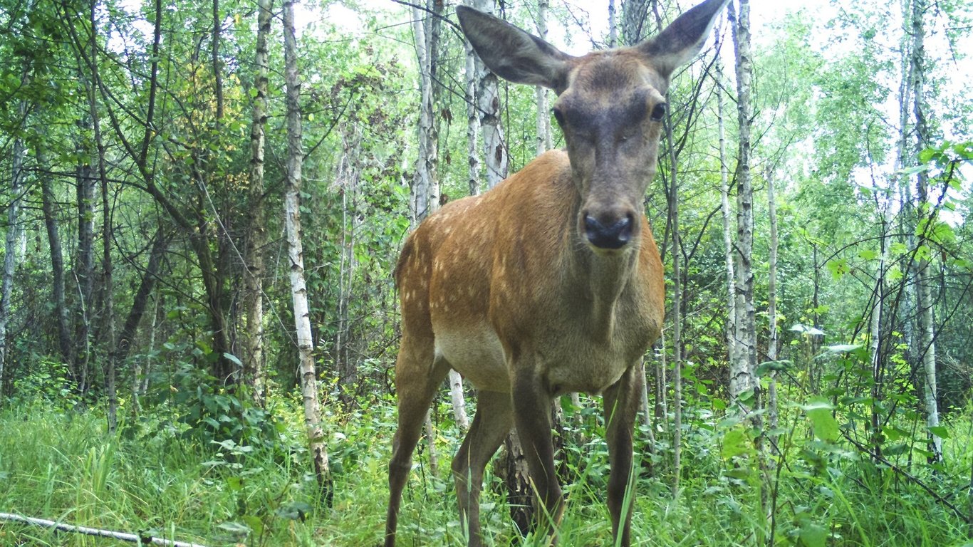 У Чорнобилі зафіксували рідкісних шляхетних тварин - їх практично винищили. Фото