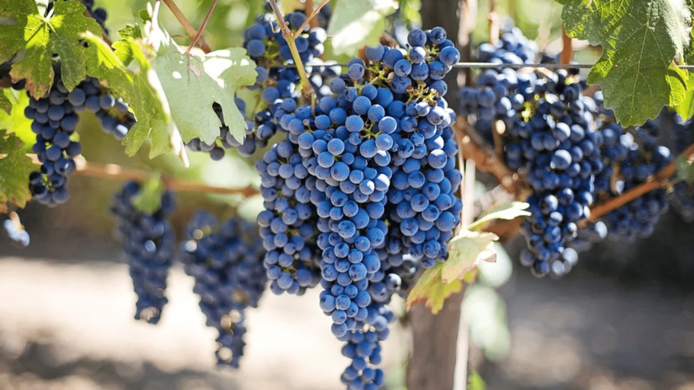 Польза винограда - причины добавить фрукт в рацион
