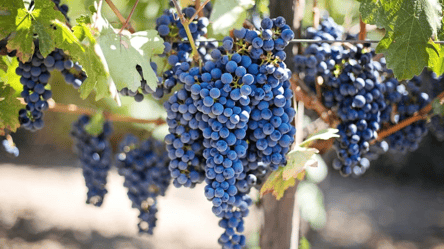 Топ-3 причини додати в раціон виноград: маловідомі факти - 285x160