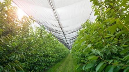 Теплична сітка для городу — користь, яку недооцінюють - 285x160