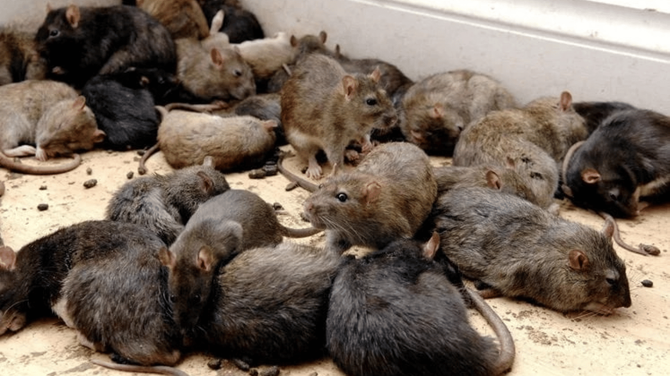 В общежитии одесской академии поселилось логово крыс - видео