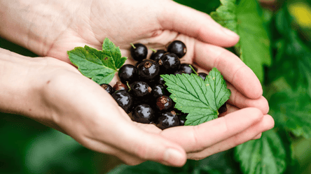 Вырежьте это у смородины осенью — урожай увеличится вдвое - 285x160