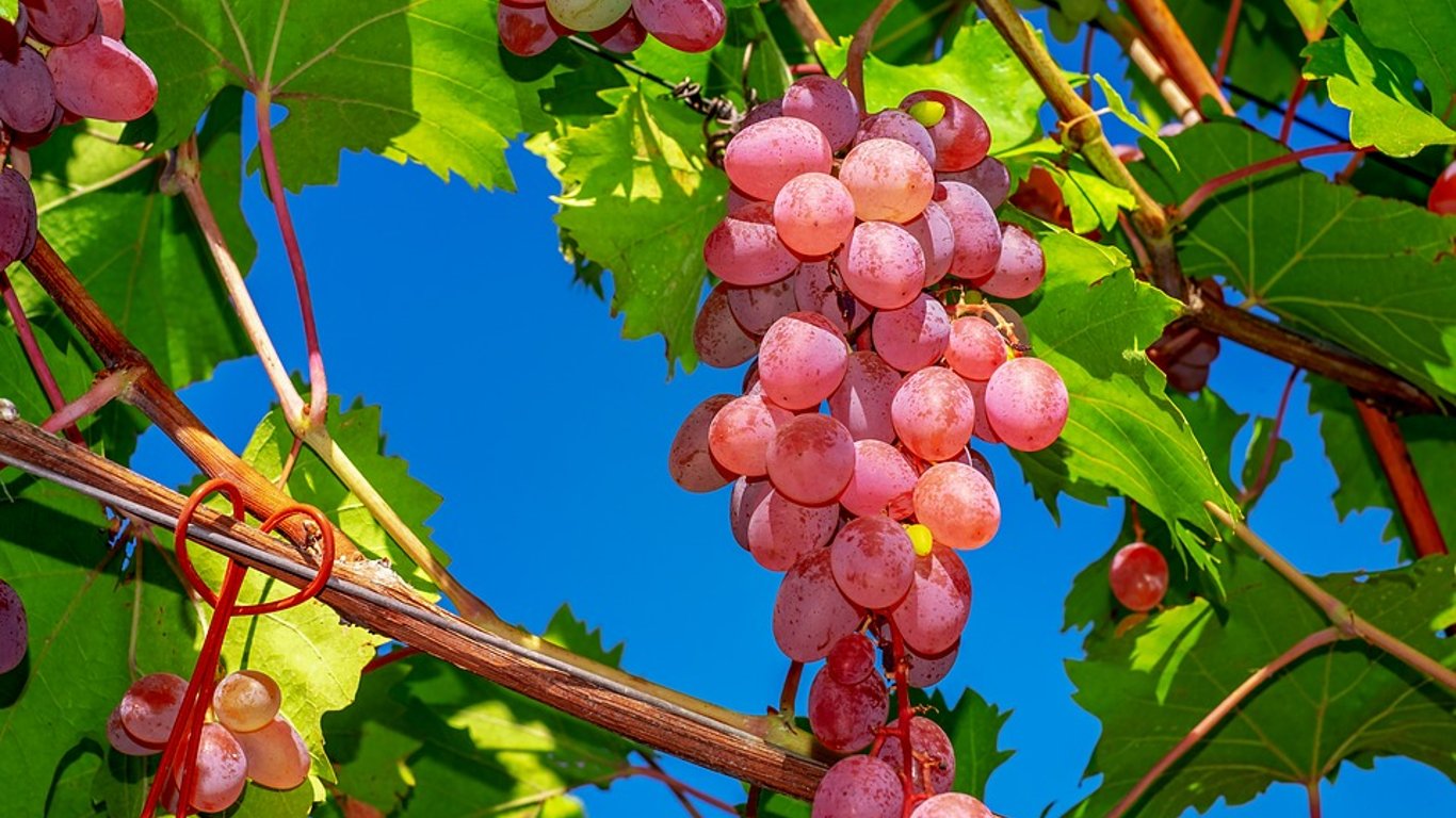 В Японии продали виноград за 12 тысяч долларов: чем он особенный