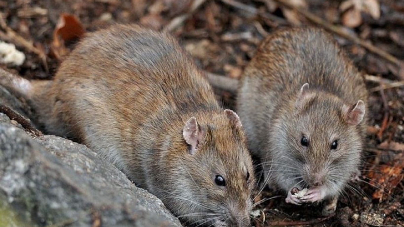 Жители центра Одессы страдают от крыс