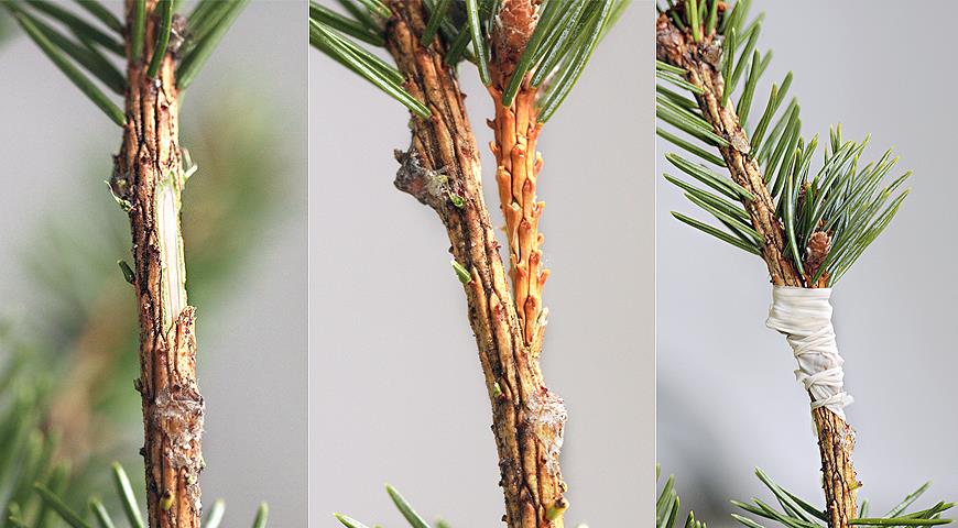 Прививка дерева