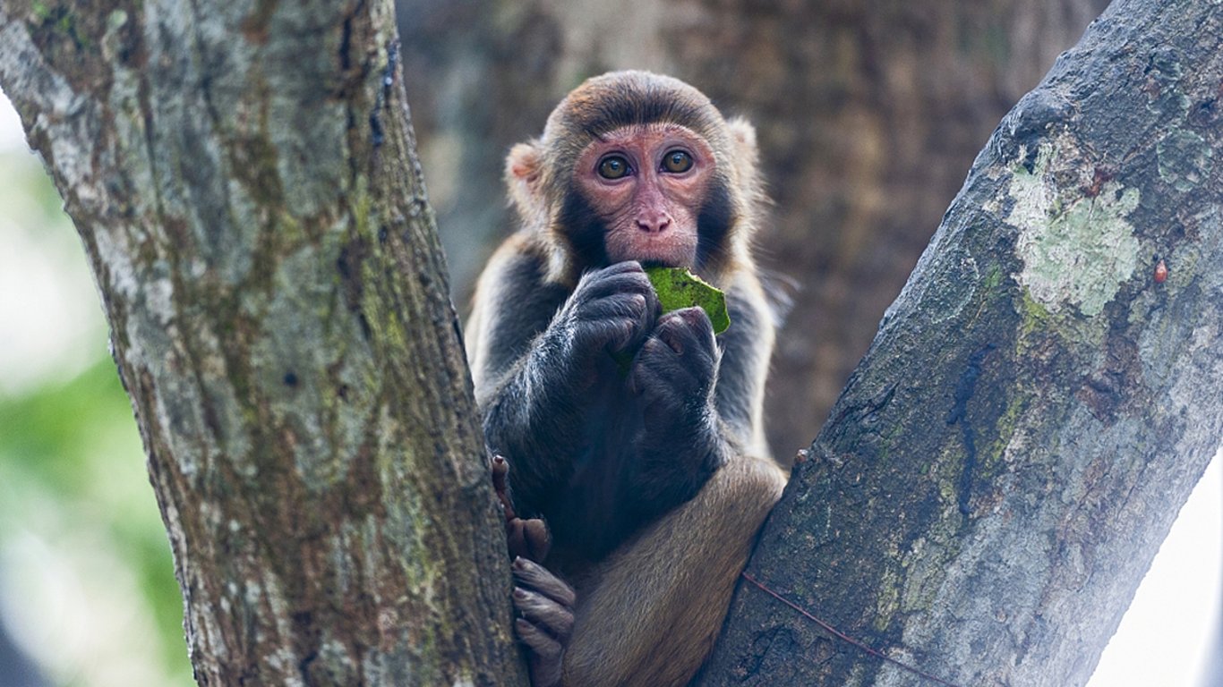 В Китае ветеринар заразился вирусом обезьяны