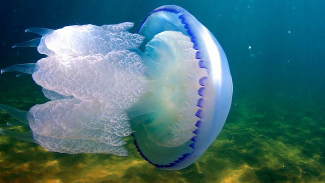 На курортах Азовського моря туристи потерпають від нашестя медуз - що потрібно знати
