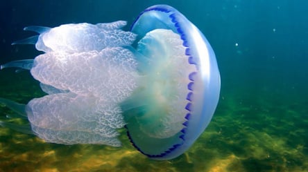 Туристи на курорті Азовського моря потерпають від нашестя медуз: що потрібно знати - 285x160