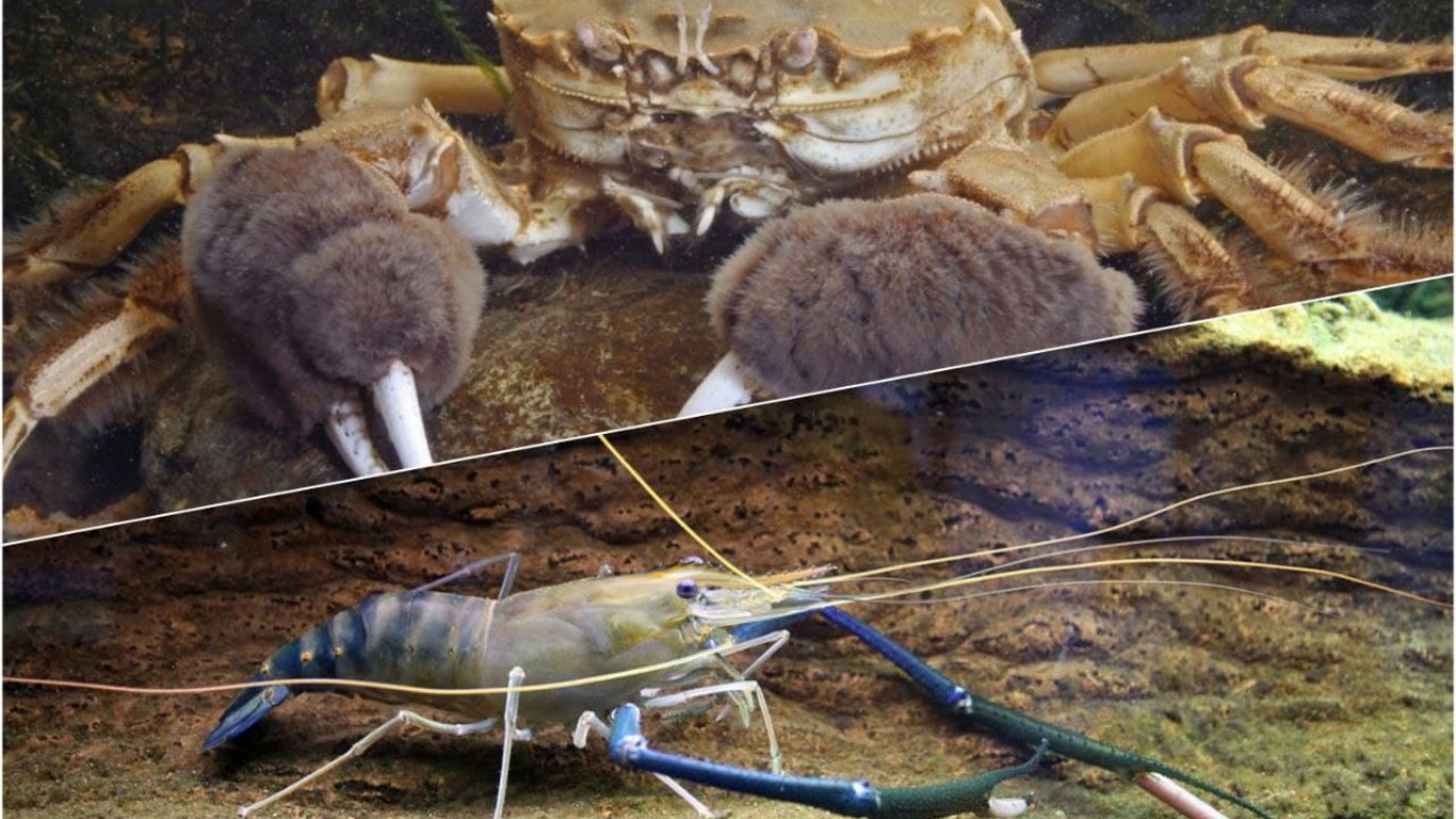В Одесской области в реках обнаружили новые экзотические виды