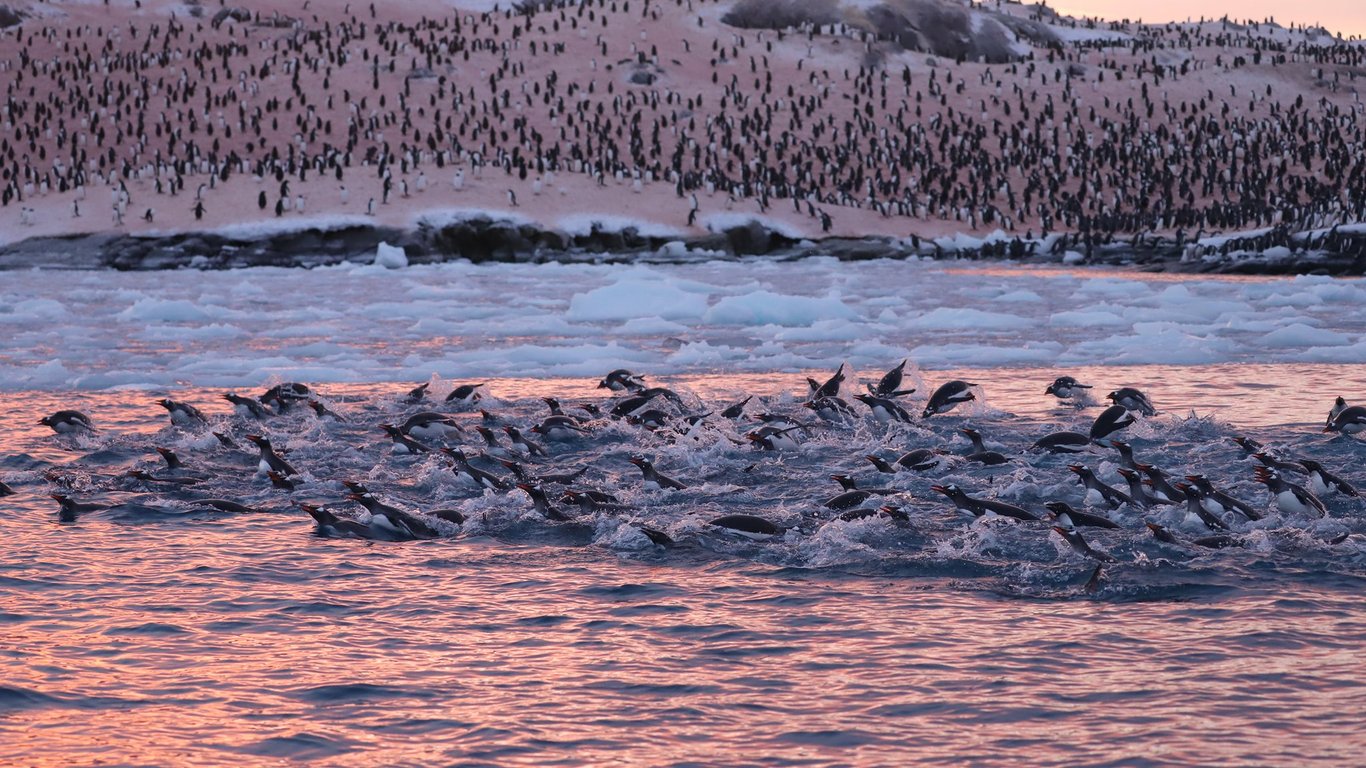 Тысячи пингвинов возле станции "Академик Вернадский" в Антарктиде - фото