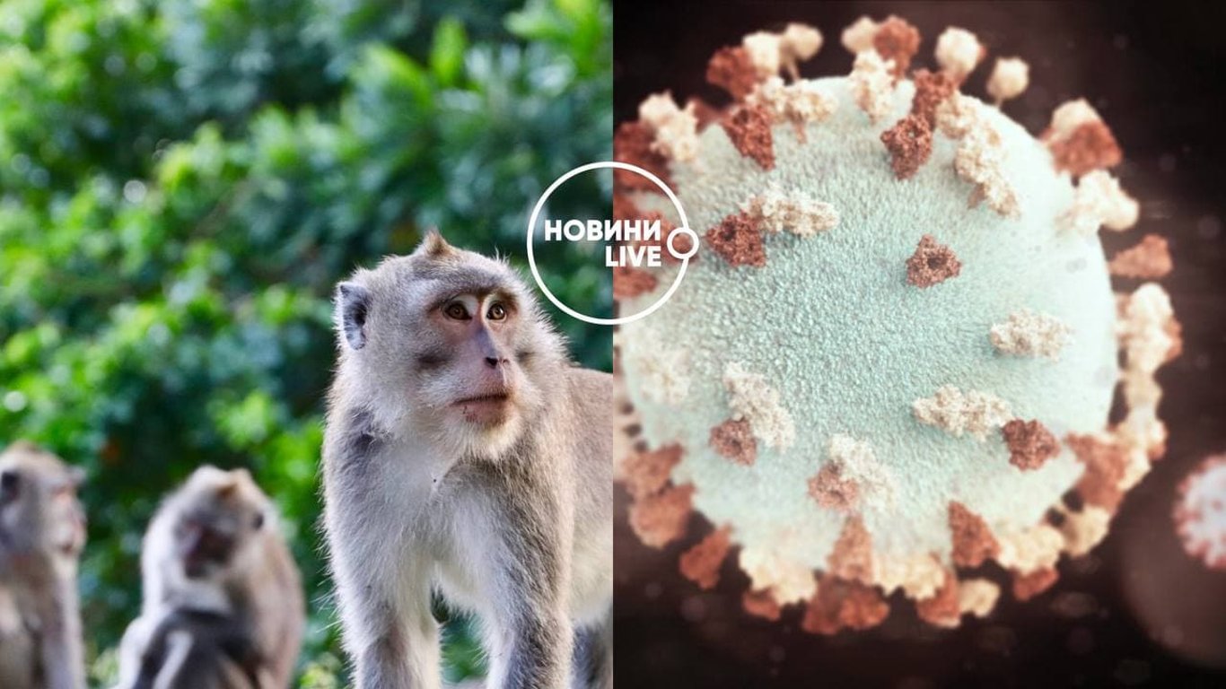 Віруси від тварин можуть переходити до людей - як саме