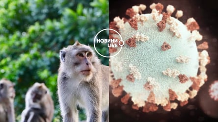Віруси від тварин можуть переходити до людей: як саме - 285x160