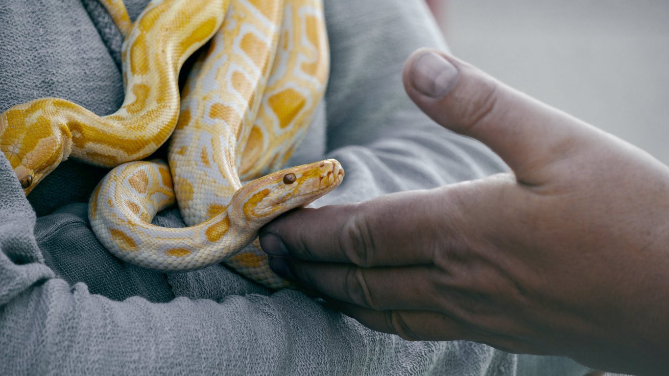 Зміїні укуси — скільки українців постраждало від початку року та як вберегтися