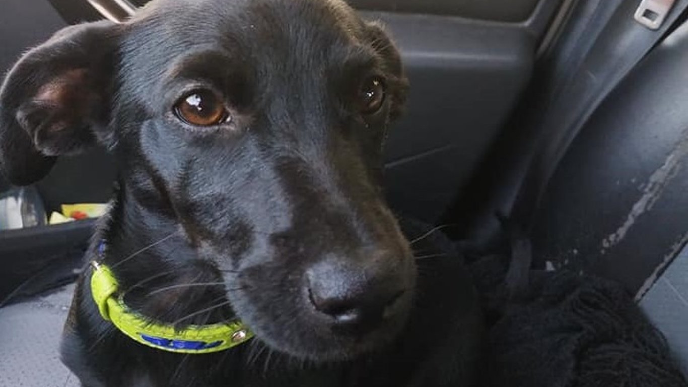 Зник собака - на Київщині власники цинічно позбулися собачки з цуценятами