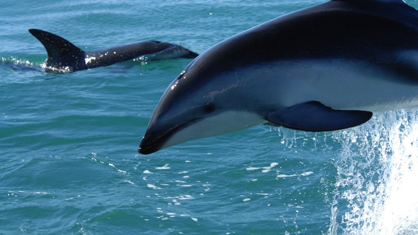 Дельфины в Бердянске распугали рыбу когда охотились