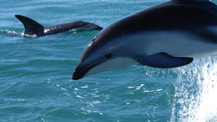 У Бердянську зграя дельфінів зіпсувала чоловіку риболовлю і розігнала всю рибу. Відео - 285x160