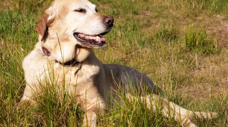 На Київщині власник повернув викраденого 6 років тому собаку: подробиці щемливої історії - 285x160