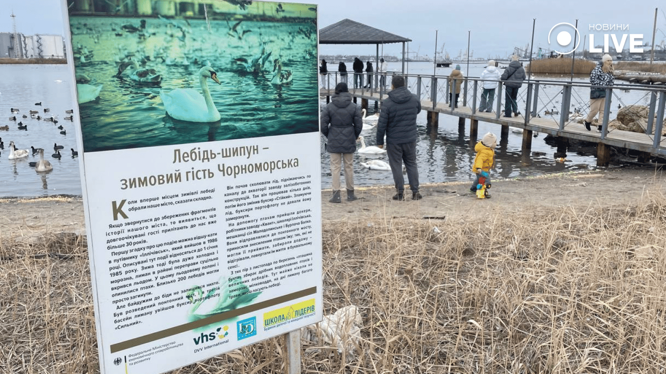 Лебеді заполонили понтонну переправу під Одесою — фоторепортаж - фото 7