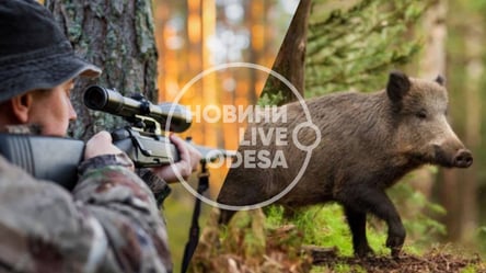 "Раптом із кущів виліз кабан...": в Одеській області починається сезон полювання - 285x160