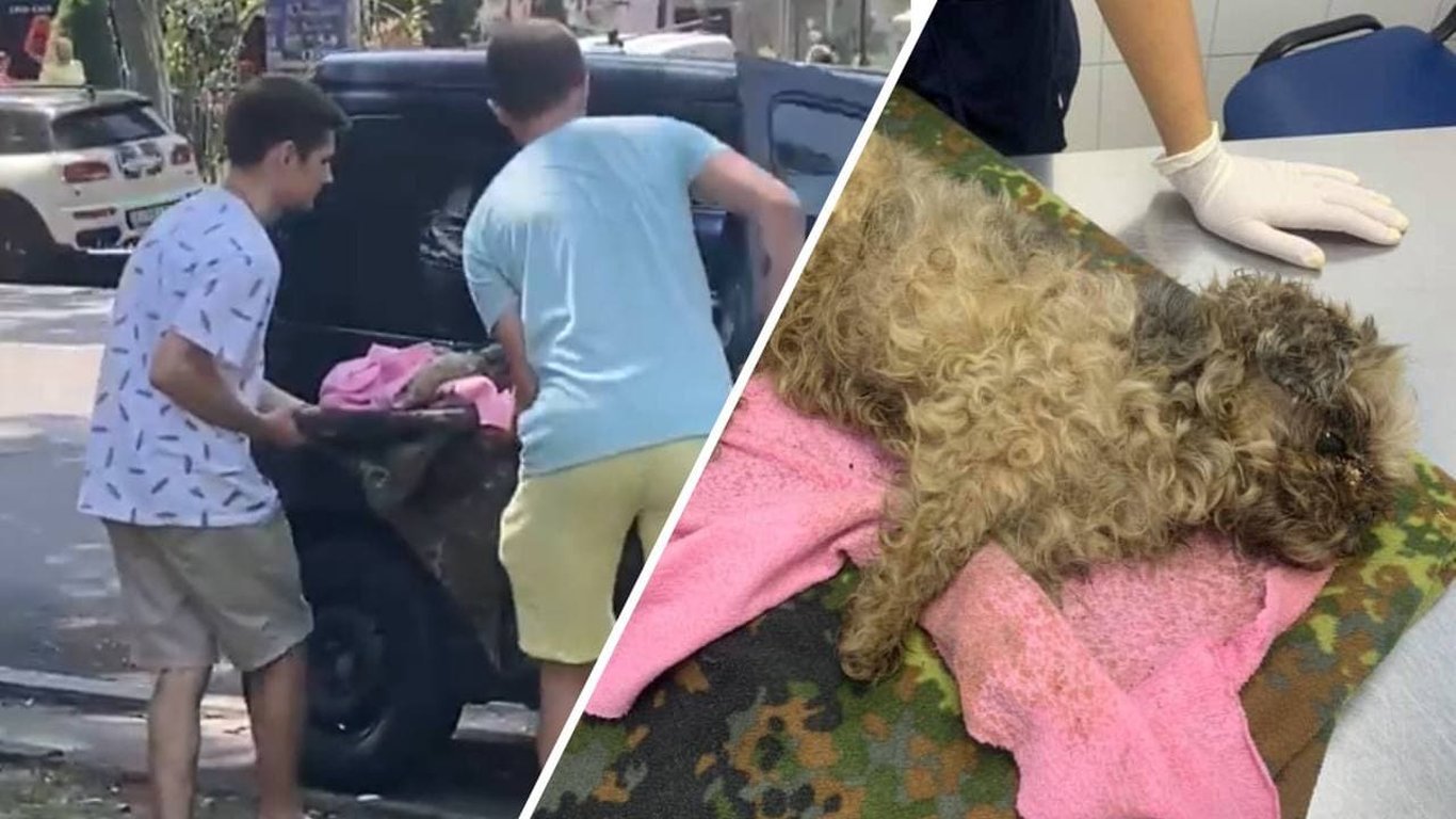 В Одесі двоє небайдужих чоловіків врятували собаку