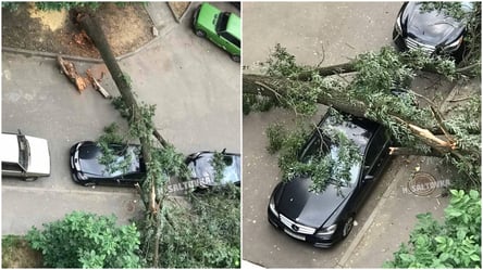 У Харкові дерево розчавило авто "героя парковки". Відео - 285x160